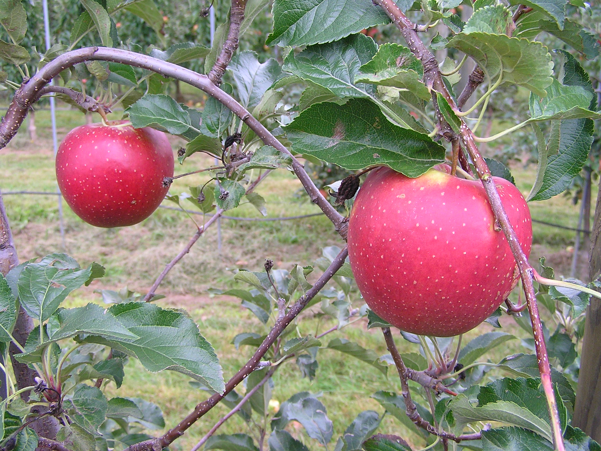 Schnitt für Schnitt zur Ernte: Naturerlebnisführungen rund um Apfelbäume in Lippe