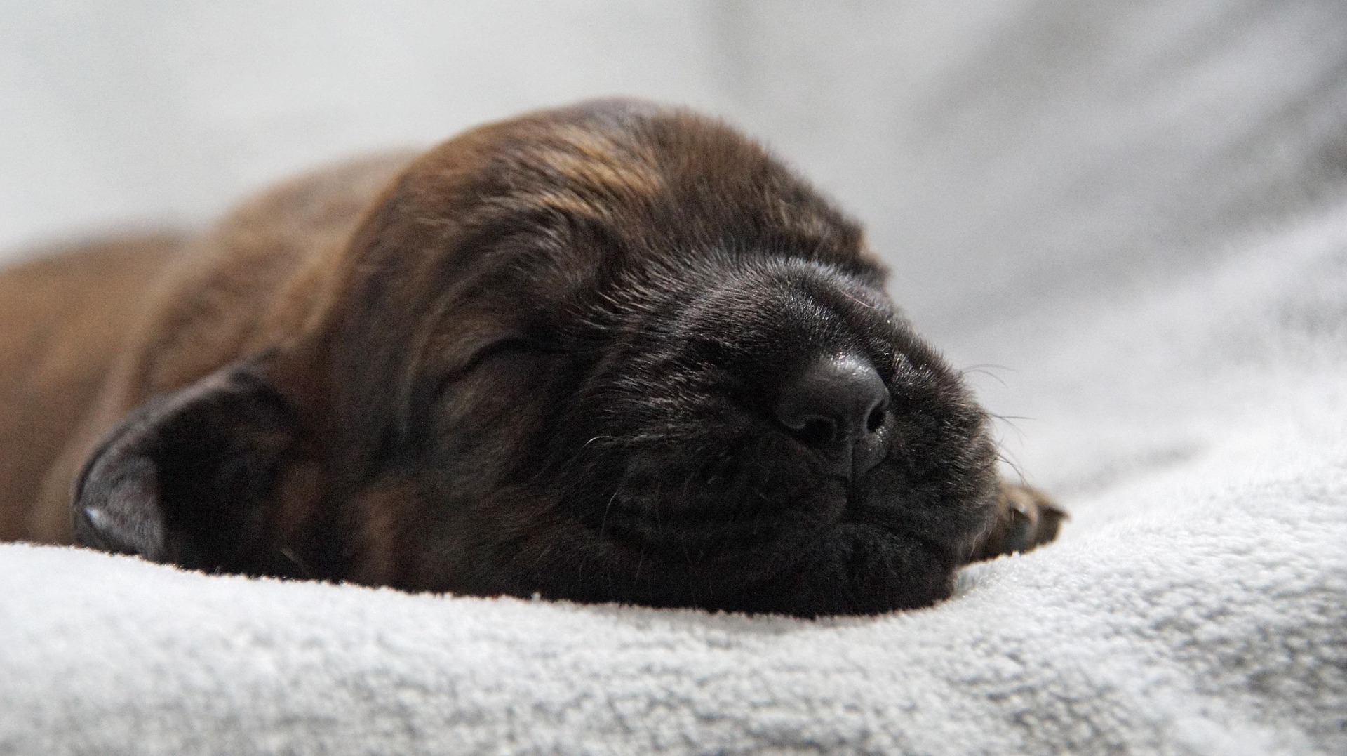 Prozess wegen schwerer Tierquälerei am Amtsgericht Lemgo – Lemgo Radio