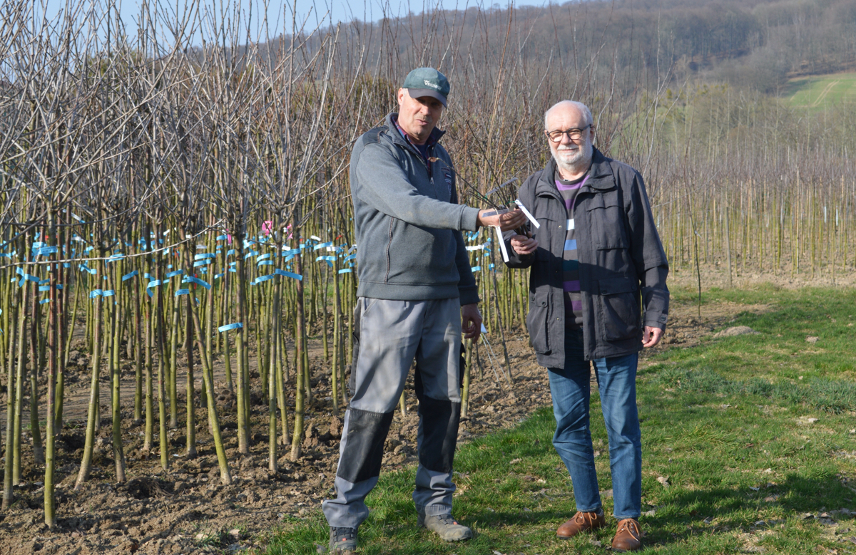 Seltene Apfelsorten für die Zukunft: Lemgoer Projekt bewahrt historische Obstschätze