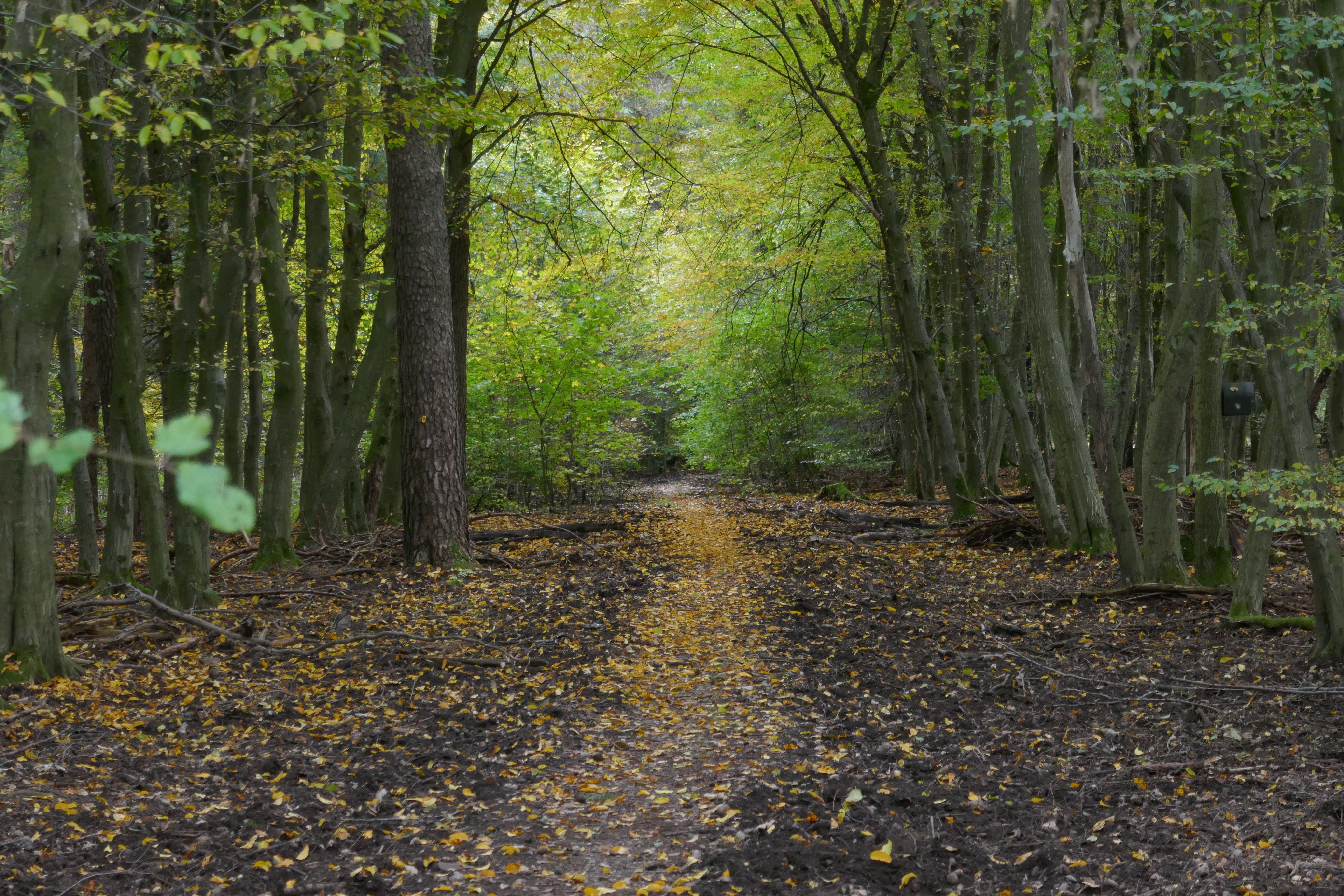 Großaktion im Teutoburger Wald: Tausende neue Bäume für beschädigte Fläche – Lemgo Radio